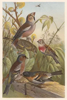 Finches (Fringillidae), lithograph, published in 1882 Finches (Fringillidae), lithograph, published in 1882