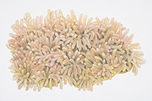 Finger-shaped clusters of Ritters Radianthus or Magnificent Sea Anemone (Heteractis magnifica) Finger-shaped clusters of Ritters Radianthus or Magnificent Sea Anemone (Heteractis magnifica)