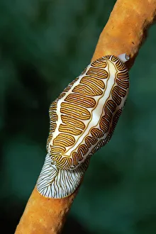 Fingerprint Flamingo Tongue -Cyphoma signatum- crawling over sponge, Little Tobago Fingerprint Flamingo Tongue -Cyphoma signatum- crawling over sponge, Little Tobago