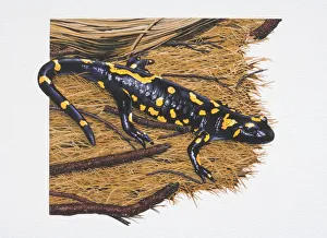 Collections/dorling kindersley prints/fire salamander salamandra salamandra Collections/dorling kindersley prints/fire salamander salamandra salamandra