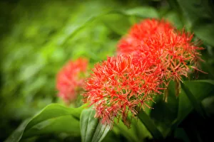 Fireball lily, Scadoxus multiflorus, blooms in the forest zone on Mount Kilimanjaro Fireball lily, Scadoxus multiflorus, blooms in the forest zone on Mount Kilimanjaro
