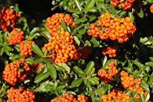 Firethorn or Pyracantha -Pyracantha sp.-, berries growing on the shrub, ornamental plant, Thuringia, Germany Firethorn or Pyracantha -Pyracantha sp.-, berries growing on the shrub, ornamental plant, Thuringia, Germany