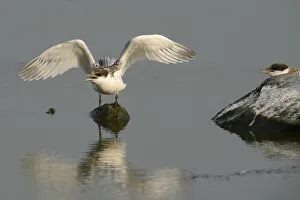 First flight tests of a young Sandwich Tern -Sterna sandvicensis-, Texel, The Netherlands First flight tests of a young Sandwich Tern -Sterna sandvicensis-, Texel, The Netherlands