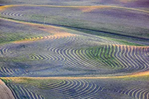 First light on freshly swathed pea fields in Palouse region, Washington State, USA First light on freshly swathed pea fields in Palouse region, Washington State, USA