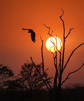 Fish Eagle Taking Off Against Sunrise at Matusadona Park, Zimbabwe Fish Eagle Taking Off Against Sunrise at Matusadona Park, Zimbabwe