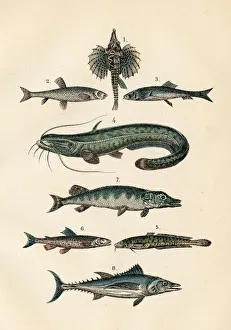 Fish: Tuna, herring, dragon fish, pike engraving 1872 Fish: Tuna, herring, dragon fish, pike engraving 1872