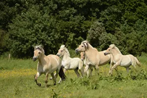 Fjord horses, Bergisch Gladbach-Refrath, North Rhine-Westphalia, Germany, Europe Fjord horses, Bergisch Gladbach-Refrath, North Rhine-Westphalia, Germany, Europe
