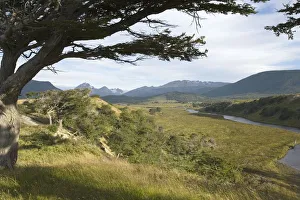 Flag / Beech Trees (Arboles bandera) - View Over Valley Landscape Flag / Beech Trees (Arboles bandera) - View Over Valley Landscape