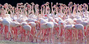 Flamingo flock, Ras al Khor Sanctuary, Dubai Flamingo flock, Ras al Khor Sanctuary, Dubai
