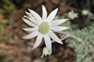 Flannel Flower -Actinotus helianthi-, Botanical Garden, Canberra, Australia Flannel Flower -Actinotus helianthi-, Botanical Garden, Canberra, Australia