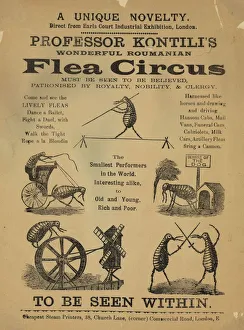 Flea Circus Flea Circus