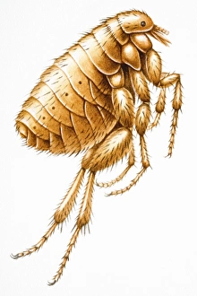 Flea (Siphonaptera), small wingless insect Flea (Siphonaptera), small wingless insect