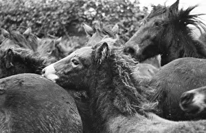 Fleeing Ponies; Rounding Up Exmoor Ponies Fleeing Ponies; Rounding Up Exmoor Ponies