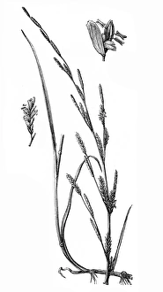 Floating Meadow-grass (Glyceria fluitans) Floating Meadow-grass (Glyceria fluitans)