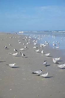Flock of Royal terns (Thalasseus maximus) on beach, New Smyrna Beach, Florida, USA Flock of Royal terns (Thalasseus maximus) on beach, New Smyrna Beach, Florida, USA