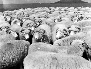 Flock Of Sheep Flock Of Sheep