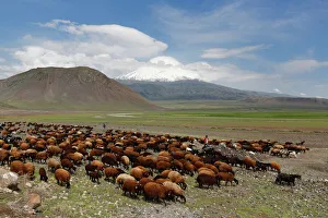 Flock of sheep in front of Mount Ararat, Buyuk Agri Dagi, Dogubayazit, Dogubeyazit, Dogubeyazit, Agri province, Agri Flock of sheep in front of Mount Ararat, Buyuk Agri Dagi, Dogubayazit, Dogubeyazit, Dogubeyazit, Agri province, Agri