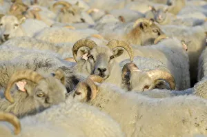 Flock of sheep near Kirkjubaejarklaustur, southern Iceland, Iceland, Europe Flock of sheep near Kirkjubaejarklaustur, southern Iceland, Iceland, Europe
