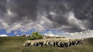 Flock of sheep with storm clouds in the Altmuehltal nature park near Obereichstaett, Bavaria, Germany, Europe Flock of sheep with storm clouds in the Altmuehltal nature park near Obereichstaett, Bavaria, Germany, Europe