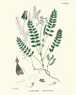 Flora, Astragalus alpinus, Alpine Milk Vetch Flora, Astragalus alpinus, Alpine Milk Vetch