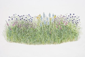 Flower border, including Aquilegia vulgaris or Columbine, Gladiolus byzantinus, Geranium phaeum or Mourning Widow Flower border, including Aquilegia vulgaris or Columbine, Gladiolus byzantinus, Geranium phaeum or Mourning Widow