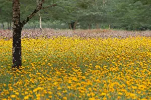 Daytime Botany Images Prints: Flower fields