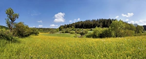 Flower meadow in Morsbachtal valley, Ritter- und Romerweg, trail of the Knights and the Romans near Emsing, Titting Flower meadow in Morsbachtal valley, Ritter- und Romerweg, trail of the Knights and the Romans near Emsing, Titting