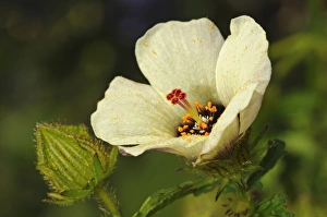 Flower-of-an-Hour -Hibiscus trionum-, Europe Flower-of-an-Hour -Hibiscus trionum-, Europe