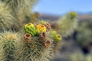Flowering Cholla Cactus, Cholla Cactus Garden, Joshua Tree National Park, Desert Center, California, USA Flowering Cholla Cactus, Cholla Cactus Garden, Joshua Tree National Park, Desert Center, California, USA