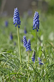 Flowering Grape Hyacinths -Muscari botryoides-, Untergroningen, Abtsgmuend, Baden-Wurttemberg, Germany Flowering Grape Hyacinths -Muscari botryoides-, Untergroningen, Abtsgmuend, Baden-Wurttemberg, Germany