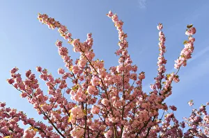 Flowering Japanese cherry -Prunus serrulata-, France, Europe Flowering Japanese cherry -Prunus serrulata-, France, Europe