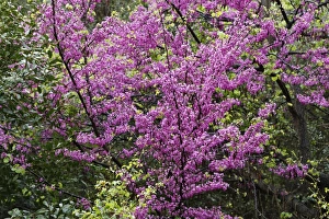 Flowering Judas Tree -Cercis siliquastrum-, Dilek National Park, Kusadasi, Aydin province, Aegean region, Turkey Flowering Judas Tree -Cercis siliquastrum-, Dilek National Park, Kusadasi, Aydin province, Aegean region, Turkey