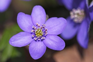 Flowering Kidneywort Liverwort Liverleaf Pennywort Common Hepatica -Hepatica nobilis Flowering Kidneywort Liverwort Liverleaf Pennywort Common Hepatica -Hepatica nobilis