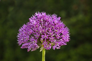 Flowering onion -Alium aflatunense-, Europe Flowering onion -Alium aflatunense-, Europe
