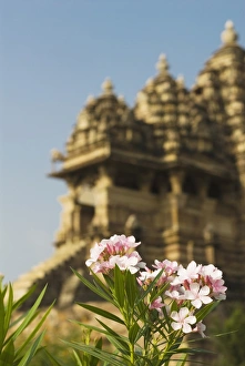 Flowering plant with temple in the background, Kandariya Mahadeva Temple, Khajuraho Flowering plant with temple in the background, Kandariya Mahadeva Temple, Khajuraho