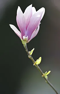 Flowering saucer magnolia -Magnolia x soulangeana- Amabilis cultivar Flowering saucer magnolia -Magnolia x soulangeana- Amabilis cultivar