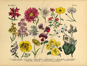 Flowers of the Garden, Victorian Botanical Illustration Flowers of the Garden, Victorian Botanical Illustration