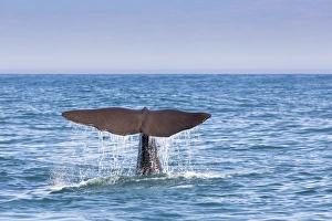 Fluke of a Sperm Whale -Physeter macrocephalus- while diving, Kaikoura, Canterbury Region Fluke of a Sperm Whale -Physeter macrocephalus- while diving, Kaikoura, Canterbury Region