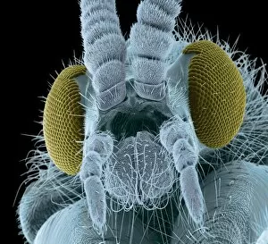 Images Dated 9th July 2009: Fly head, colored scanning electron micrograph