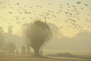 Flying geese swarm over trees in misty morning light, Xanten, Lower Rhine region, North Rhine-Westphalia, Germany Flying geese swarm over trees in misty morning light, Xanten, Lower Rhine region, North Rhine-Westphalia, Germany