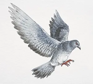 Flying pigeon with message attached to its foot landing, side view Flying pigeon with message attached to its foot landing, side view
