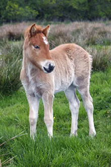 Foal, Icelandic horse or pony -Equus przewalskii f. caballus- Foal, Icelandic horse or pony -Equus przewalskii f. caballus-