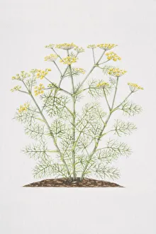 Foeniculum vulgare, flowering Fennel plant Foeniculum vulgare, flowering Fennel plant