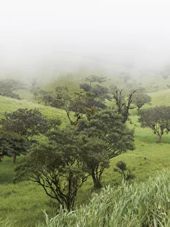 Fog clouded green mountain forest on the edge between the Pacific and Atlantic meteorological divides Fog clouded green mountain forest on the edge between the Pacific and Atlantic meteorological divides