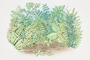 Foliage of assorted green plants growing in garden Foliage of assorted green plants growing in garden