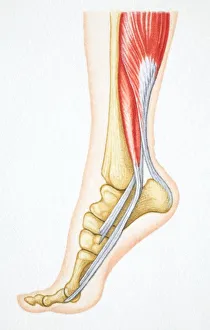 Foot flexed with bones and relevant muscle revealed Foot flexed with bones and relevant muscle revealed