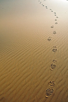 Footprints in the desert sand, sand dune of Erg Chebbi, Morocco, Africa Footprints in the desert sand, sand dune of Erg Chebbi, Morocco, Africa