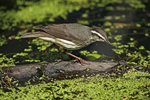 Foraging Louisiana waterthrush on spring pond Foraging Louisiana waterthrush on spring pond