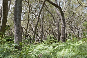 Foret de Belouve, a tropical deciduous forest with Highland Tamarind -Acacia heterophylla- and ferns, near Hell-Bourg Foret de Belouve, a tropical deciduous forest with Highland Tamarind -Acacia heterophylla- and ferns, near Hell-Bourg