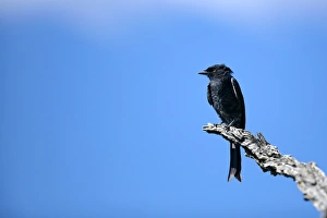 Fork-tailed drongo -Dicrurus adsimilis-, Waterberg Plateau Park, Namibia, Africa Fork-tailed drongo -Dicrurus adsimilis-, Waterberg Plateau Park, Namibia, Africa
